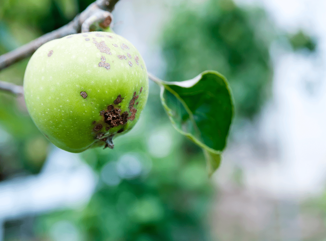 De Aziatische hoornaar kan veel schade berokkenen en vormt daarmee een bedreiging voor bestuiving en de fruitteelt, biodiversiteit, volksgezondheid en imkerij.