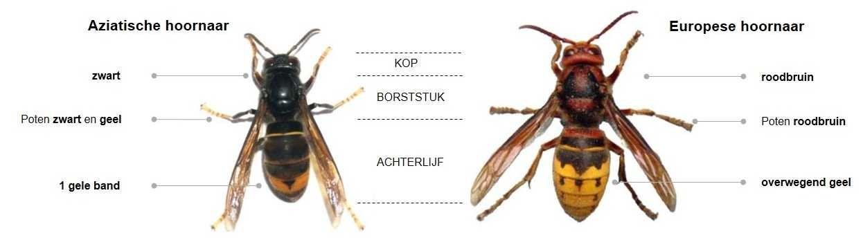 Aziatische- en Europese hoornaar, IMG-20240511-WA0001