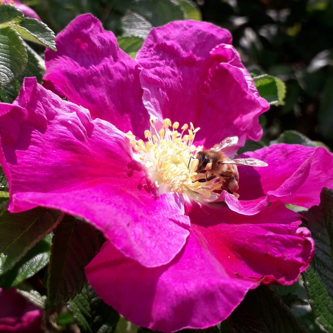Honingbij op duinroos foto Marja Grootenboer