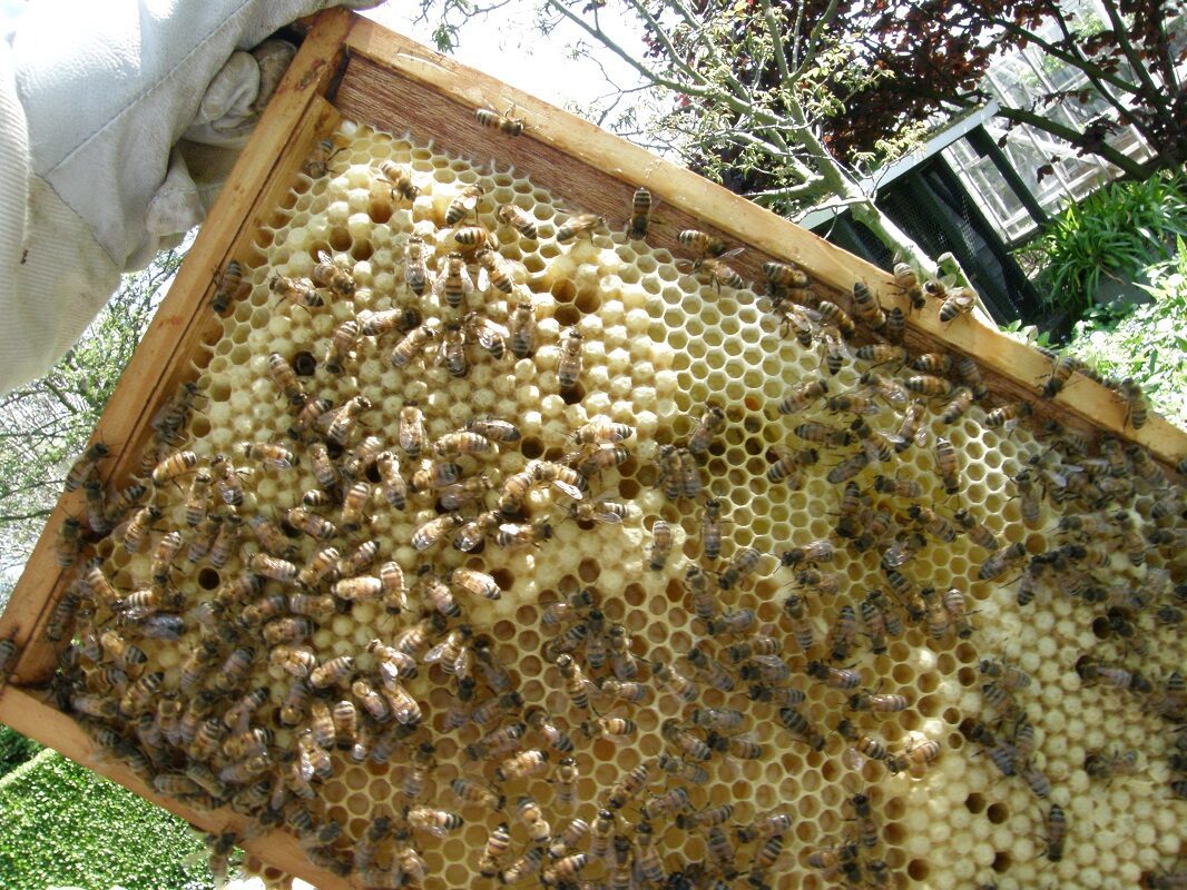raam met bijen de Pluktuin Naaldwijk