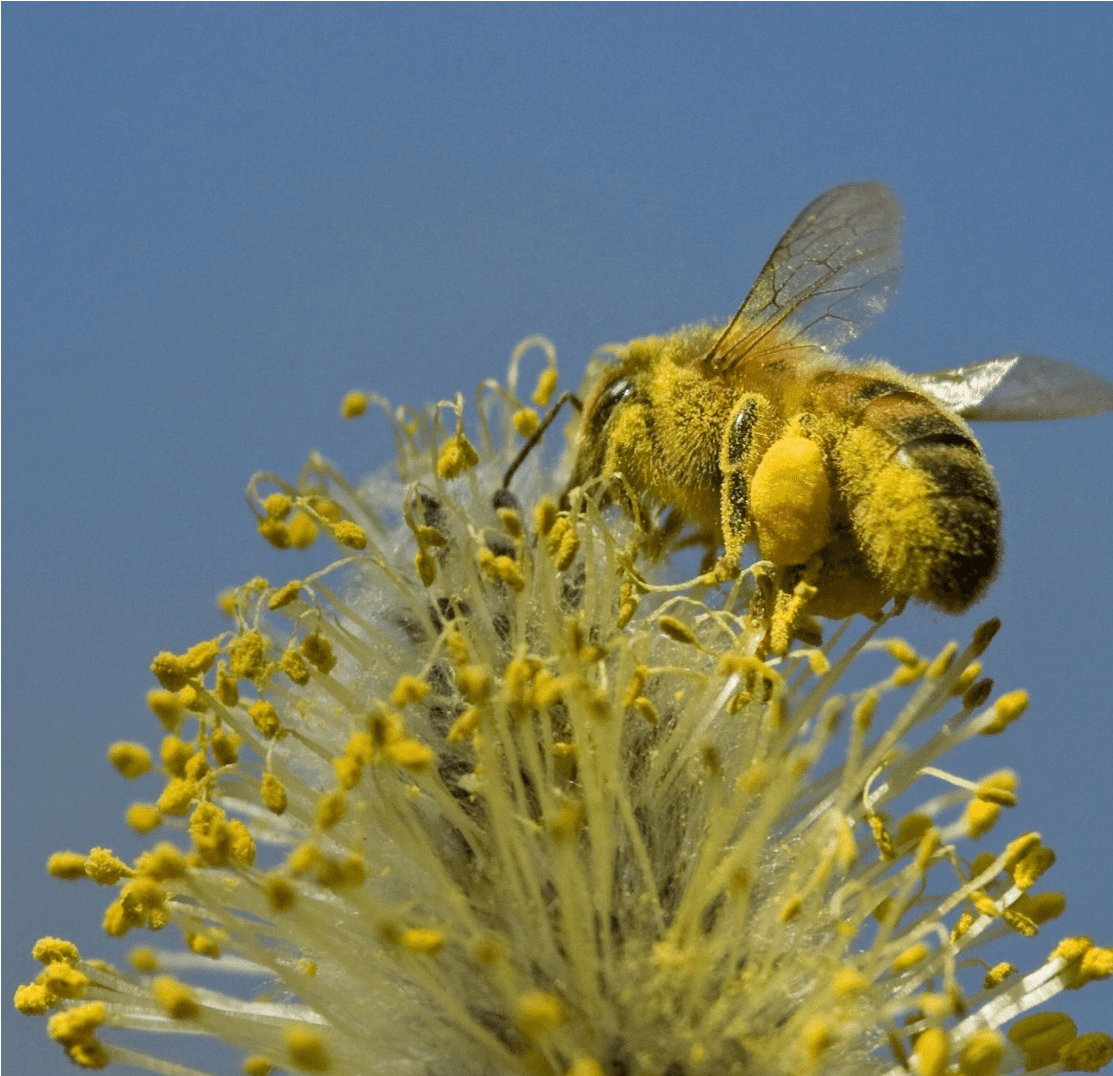 Stuifmeel honingbij