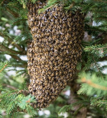 swarm-of-bees-7996582_640