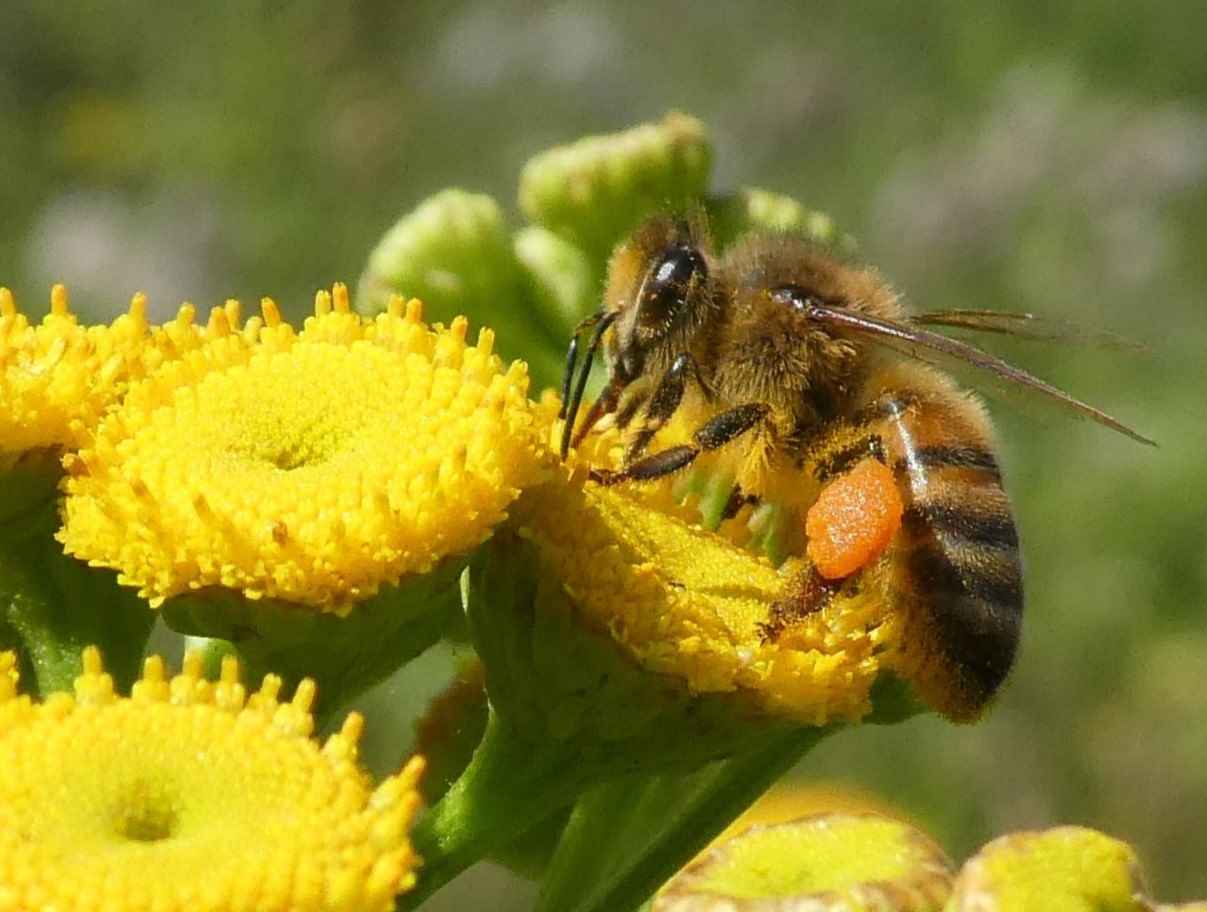 Honingbij op boerenwormkruid © Ina vd Vlist