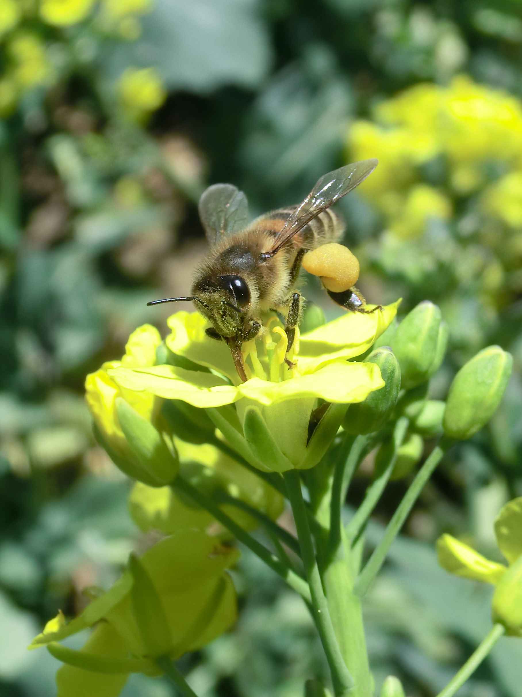 Honingbij verzamelt nectar en stuifmeel op koolzaadbloemen © Ina vd Vlist