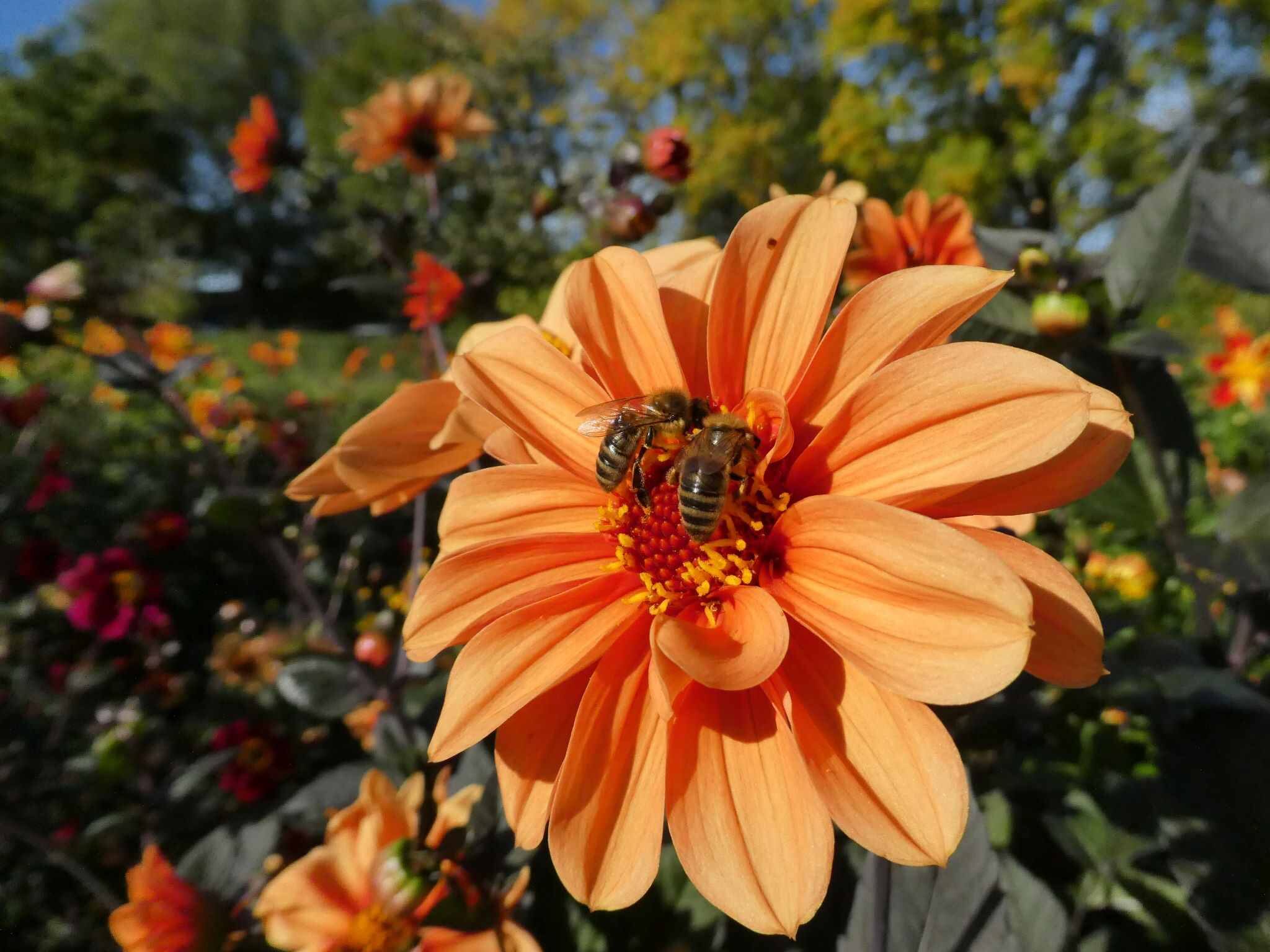 Honingbijen op een dahlia. © Ina vd Vlist